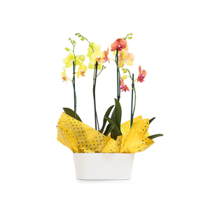 2 Orquídeas + 1 Maceta porto 30 cm