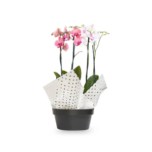 2 Orquídeas +1 Maceta Capri bowl 25 cm