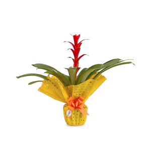 Bromelia