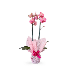 Orquídea