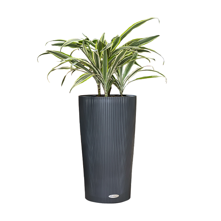 Cilindro color 32 + PLanta Gratis